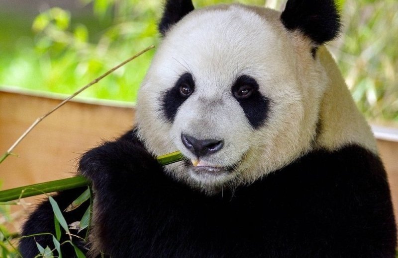 Ouwehands Dierenpark