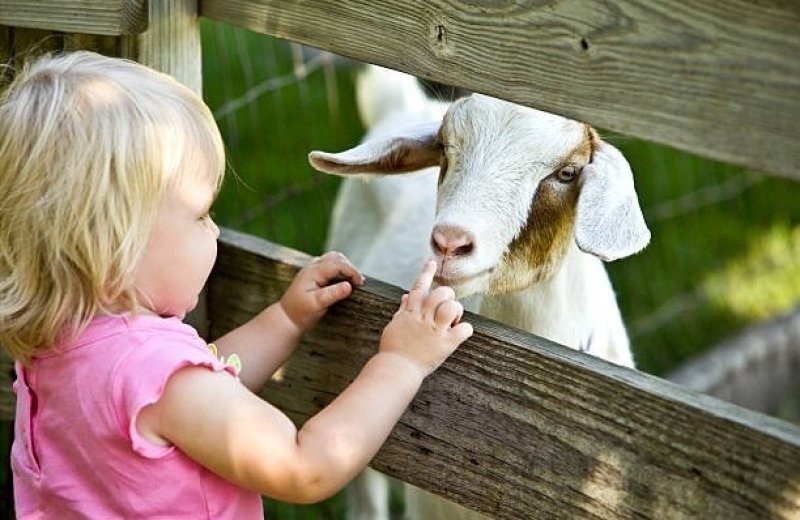 Streichelzoo Rosorum