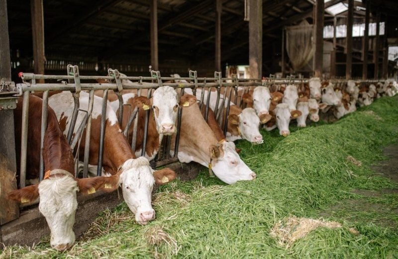Bauernhof "Hippe Koeien"