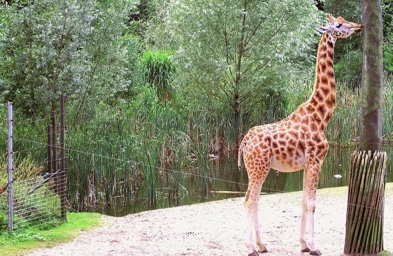 Burgers Zoo und Safaripark